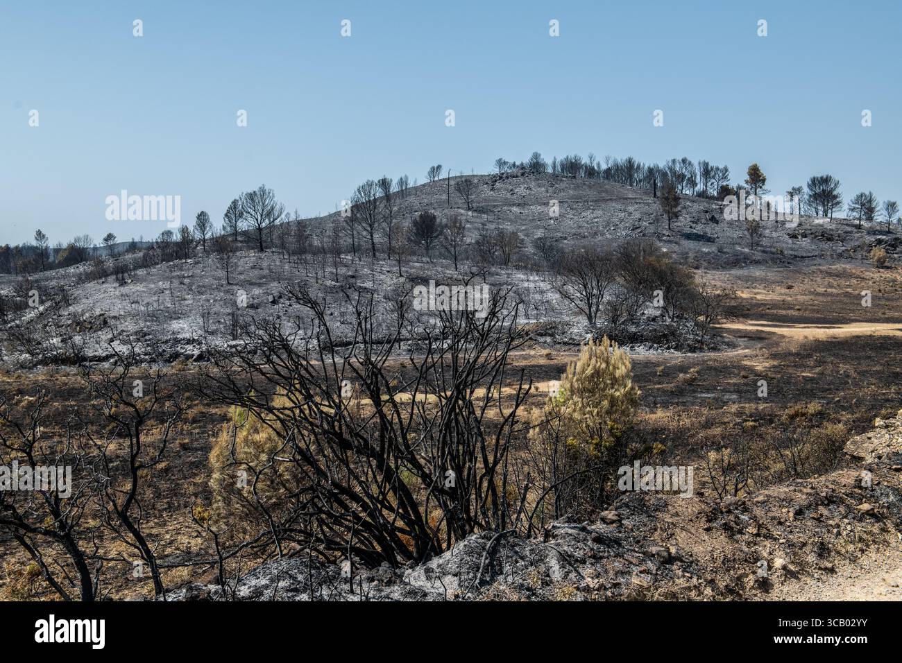 Frankreich. März 2018. Nach dem Großbrand in den Corbières, Aude, Frankreich am 7. August 2025. Ein Waldbrand im Departement Aude in Südfrankreich. Dieser seit Jahren größte Waldbrand Frankreichs verwüstete 16.000 Hektar Vegetation und Kiefernwald, zerstörte oder beschädigte 25 Häuser und verbrannte 35 Fahrzeuge. Foto: Romain Bastard/Pixnfly/ABACAPRESS.COM Credit: Abaca Press/Alamy Live News Stockfoto
