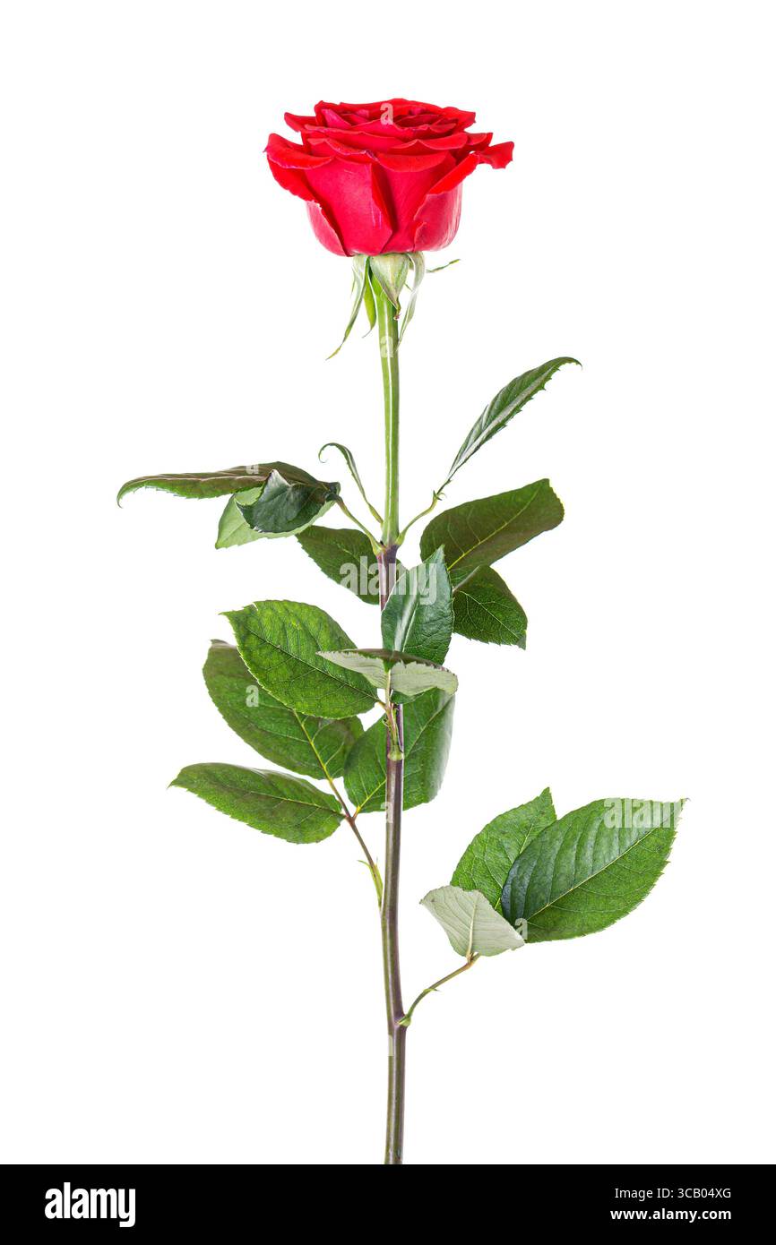 Schöne rote Rose mit langem Stiel isoliert auf weißem Hintergrund. Stockfoto