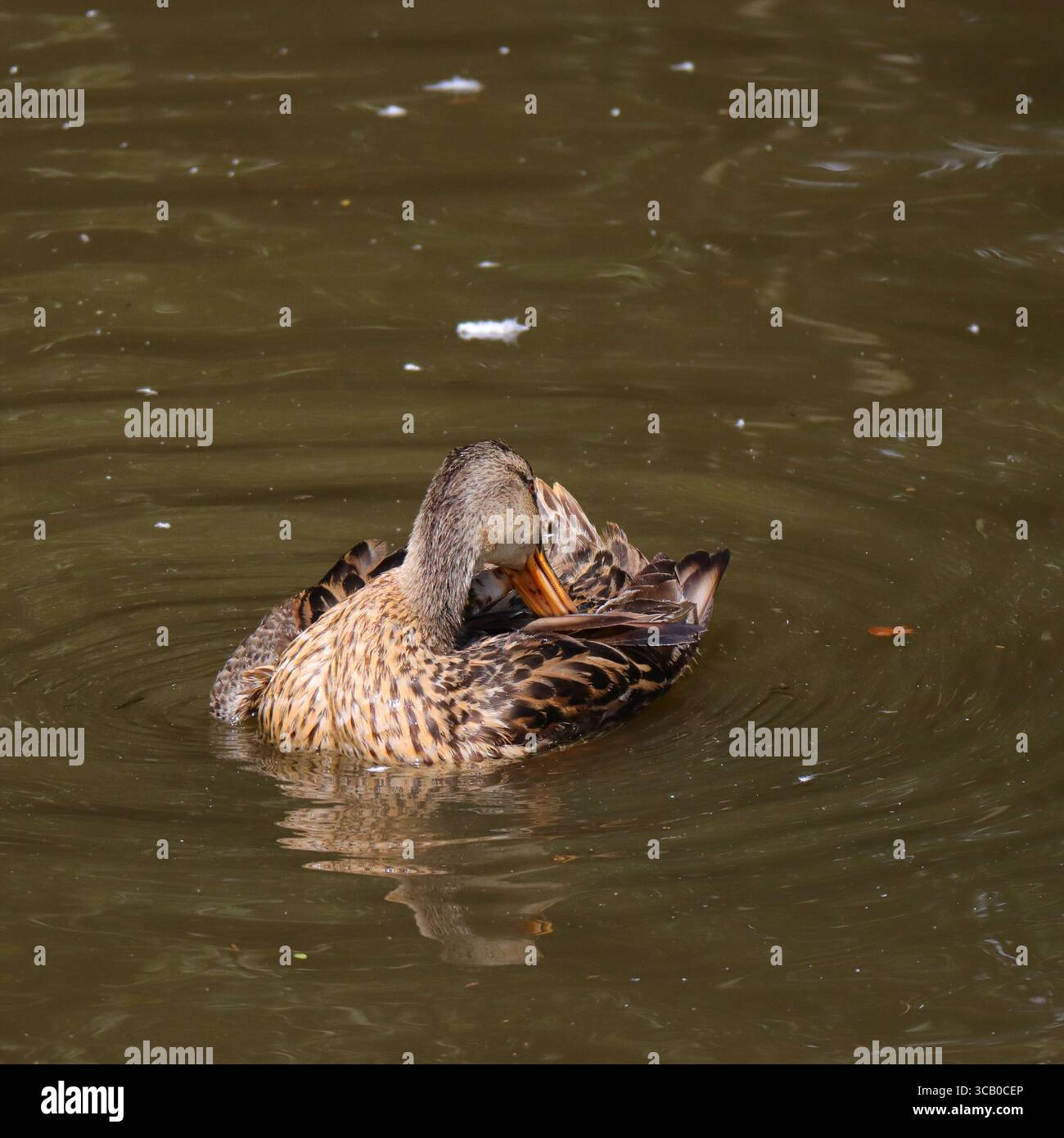 Dieses Bild zeigt eine weibliche Mallard-Ente, erkennbar an ihrem braunen Gefieder, die sich in ruhigem, trübem Wasser auftaucht. Ihr Kopf wird zurückgedreht und in ihre Flügelfedern gesteckt, während sie sie sorgfältig reinigt. Kleine Kräuselungen breiteten sich um sie herum auf der sonst noch stillen Oberfläche des Teichs oder Sees aus. Stockfoto
