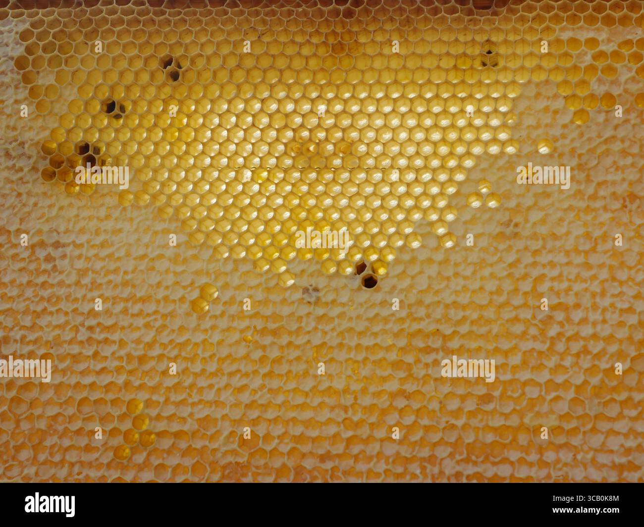 Mit natürlichem Honig gefüllter Wabenrahmen, einige Zellen mit Kappe versehen – direkt aus dem Bienenstock. Kopierraum Stockfoto