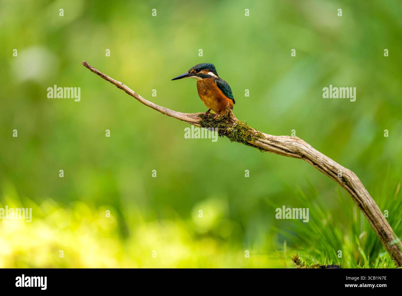 07.08.2025, Landsberg am Lech Bayern, ein Eisvogel Alcedo atthis bei der Futtersuche auf einem AST in den Lech-Auen. 07.08.2025 Eisvogel 07.08.2025 Eisvogel *** 07 08 2025, Landsberg am Lech Bayern , Ein eisvogel Alcedo auf dieser Nahrungsaufnahme auf einem Ast in den Lech Auen 07 08 2025 Eisvogel 07 08 2025 Eisvogel Stockfoto