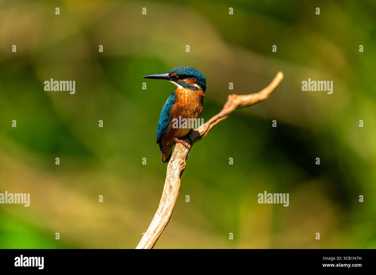 07.08.2025, Landsberg am Lech Bayern, ein Eisvogel Alcedo atthis bei der Futtersuche auf einem AST in den Lech-Auen. 07.08.2025 Eisvogel 07.08.2025 Eisvogel *** 07 08 2025, Landsberg am Lech Bayern , Ein eisvogel Alcedo auf dieser Nahrungsaufnahme auf einem Ast in den Lech Auen 07 08 2025 Eisvogel 07 08 2025 Eisvogel Stockfoto