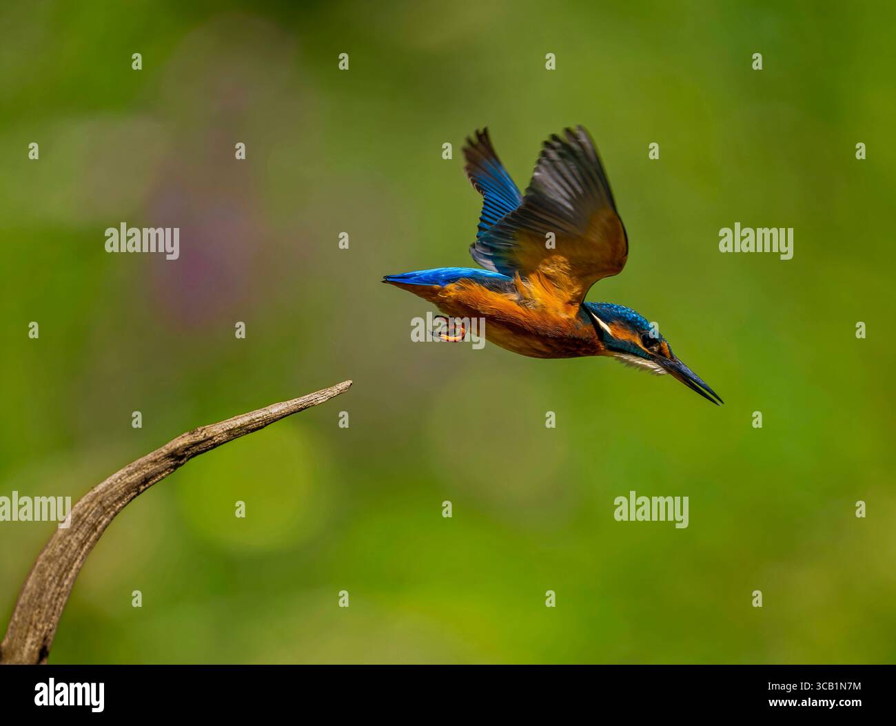 07.08.2025, Landsberg am Lech Bayern, ein Eisvogel Alcedo atthis bei der Futtersuche auf einem AST in den Lech-Auen. 07.08.2025 Eisvogel 07.08.2025 Eisvogel *** 07 08 2025, Landsberg am Lech Bayern , Ein eisvogel Alcedo auf dieser Nahrungsaufnahme auf einem Ast in den Lech Auen 07 08 2025 Eisvogel 07 08 2025 Eisvogel Stockfoto