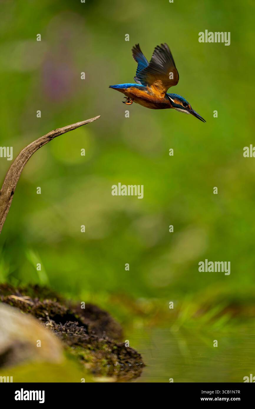 07.08.2025, Landsberg am Lech Bayern, ein Eisvogel Alcedo atthis bei der Futtersuche auf einem AST in den Lech-Auen. 07.08.2025 Eisvogel 07.08.2025 Eisvogel *** 07 08 2025, Landsberg am Lech Bayern , Ein eisvogel Alcedo auf dieser Nahrungsaufnahme auf einem Ast in den Lech Auen 07 08 2025 Eisvogel 07 08 2025 Eisvogel Stockfoto