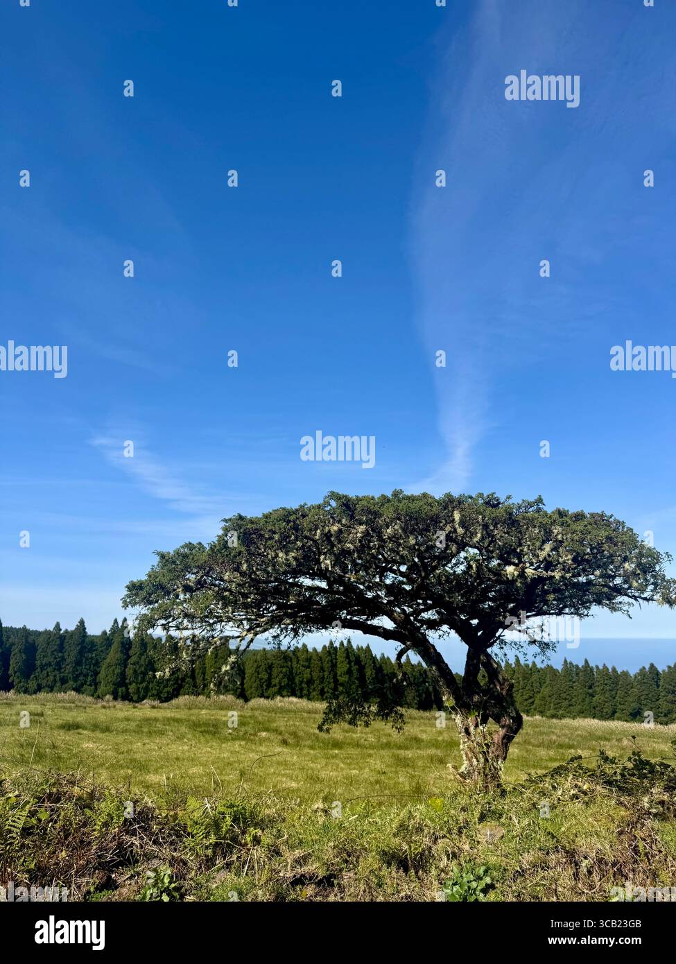 Picconia azorica Baum auf offenem Grasland unter blauem Himmel, endemische Arten der Azoren, fotografiert auf einem Wanderweg. - Smartphone-aufgenommenes Stockfoto