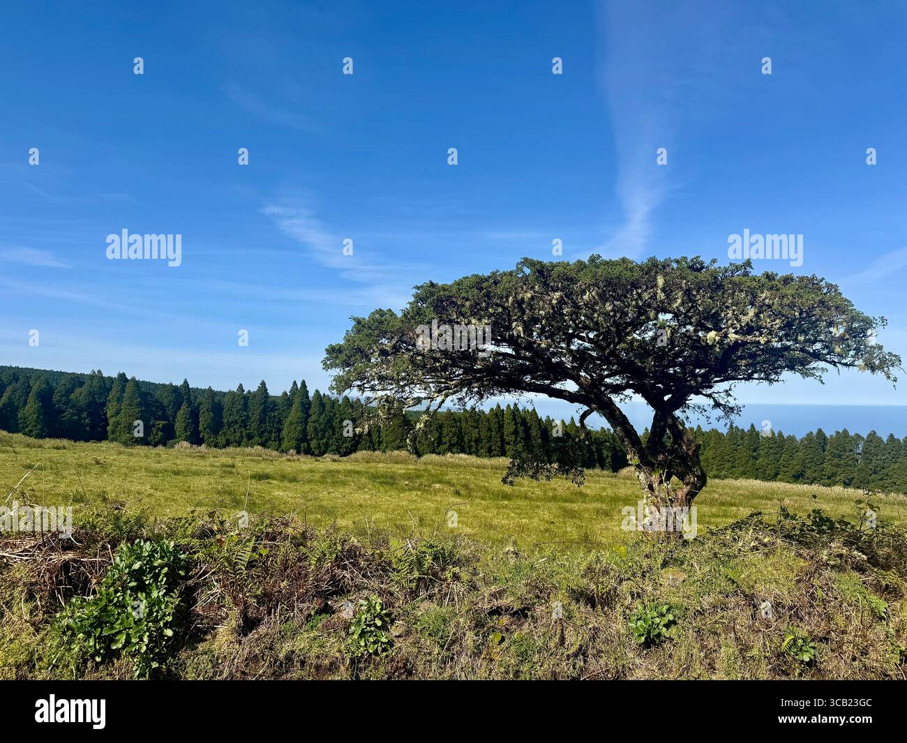 Picconia azorica Baum auf offenem Grasland unter blauem Himmel, endemische Arten der Azoren, fotografiert auf einem Wanderweg. - Smartphone-aufgenommenes Stockfoto