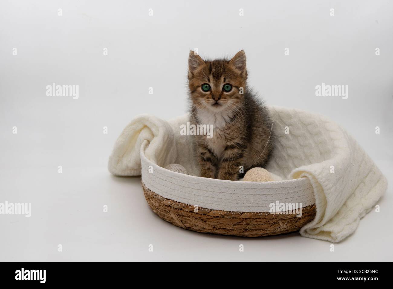 Entzückendes flauschiges Kätzchen mit hellgrünen Augen, das in einem gewebten Korb sitzt, der mit einer weißen, gemütlichen Decke gesäumt ist. Die Katze sieht neugierig und süß aus. Perfekt Stockfoto
