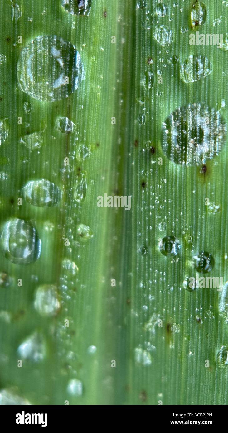 Eine Nahaufnahme von Wassertropfen am Morgen. Makrofotografie - Smartphone-aufgenommenes Stockfoto
