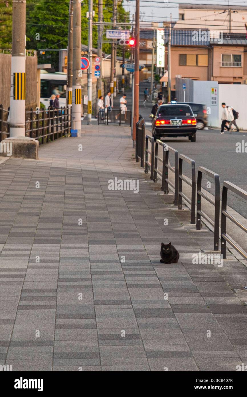 Eine einsame schwarze Katze sitzt auf einem ruhigen Bürgersteig, umgeben von einer urbanen Landschaft mit Menschen und Autos. Es ist ein friedlicher Moment, in dem der Alltag in t präsentiert wird Stockfoto