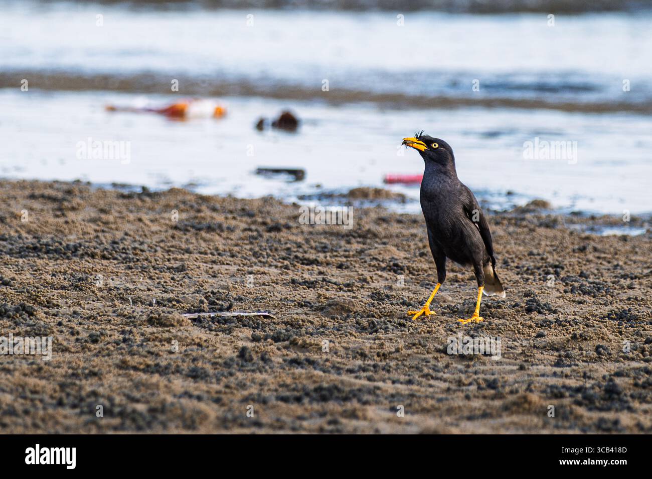 Nahaufnahme eines Myna-Vogels, der auf dem Wattenmeer der Küste steht, mit einem gefangenen Insekt im Schnabel, gelben Beinen, die sich von dunklen Federn abheben. Stockfoto