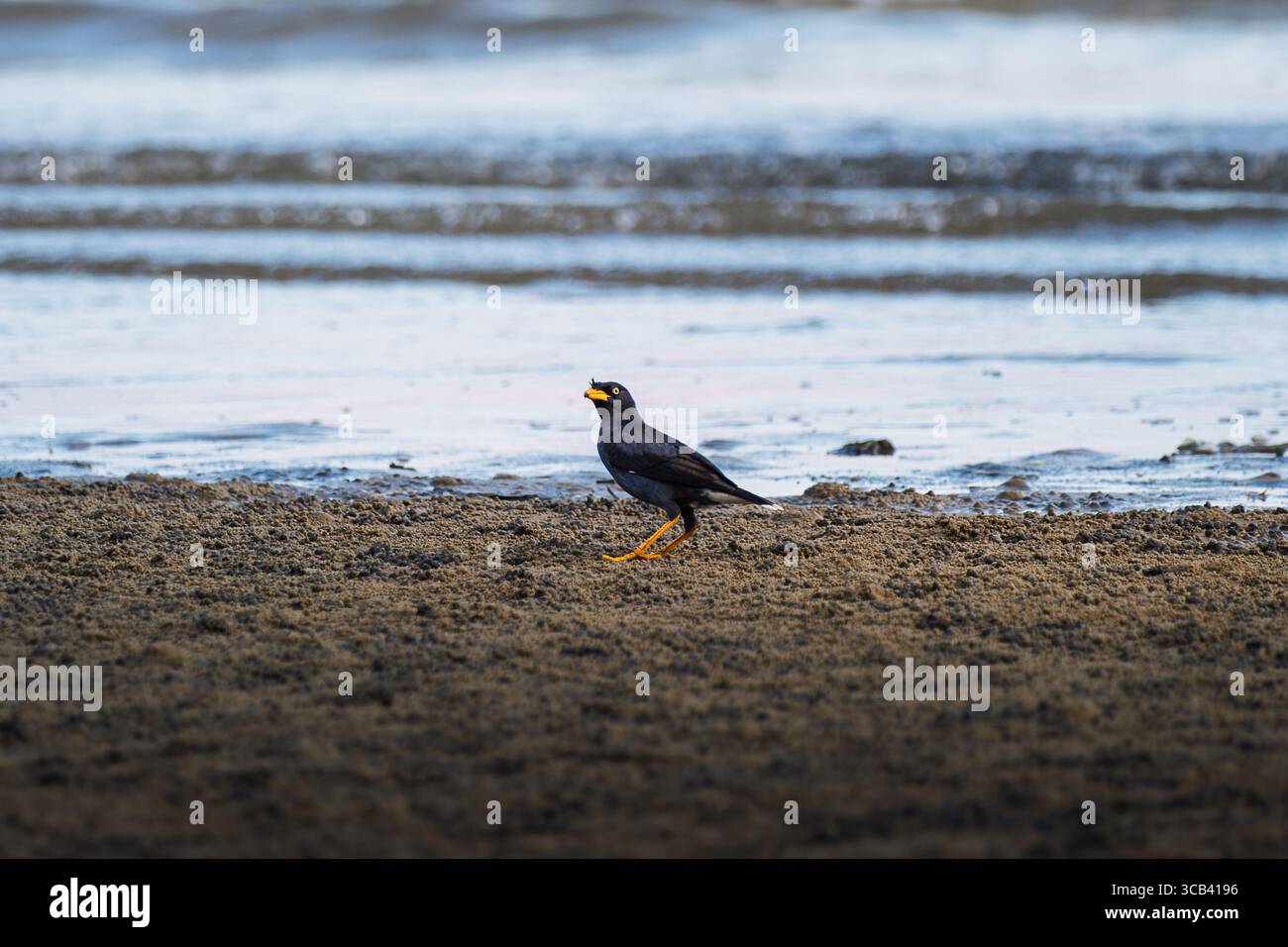 Ein Myna-Vogel wandert allein über ein Wattenmeer in der Nähe der Küste, seine schwarzen Federn und der gelbe Schnabel stehen vor dem nassen Sand und Stockfoto