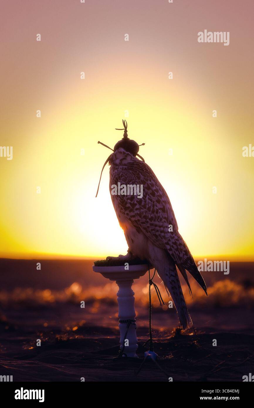 Silhouette eines Falken bei Sonnenuntergang in der Wüste, symbolisiert die traditionelle arabische Falknerei und das kulturelle Erbe des Nahen Ostens. Stockfoto