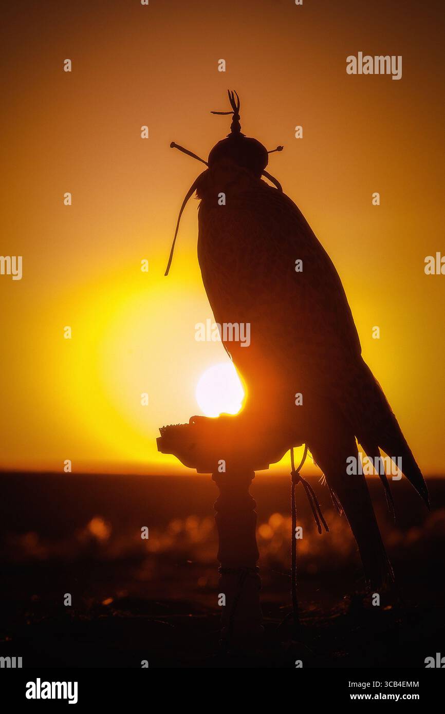 Silhouette eines Falken bei Sonnenuntergang in der Wüste, symbolisiert die traditionelle arabische Falknerei und das kulturelle Erbe des Nahen Ostens. Stockfoto