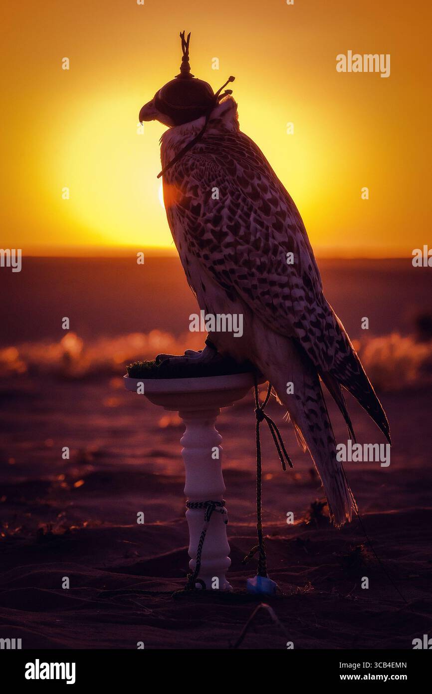 Silhouette eines Falken bei Sonnenuntergang in der Wüste, symbolisiert die traditionelle arabische Falknerei und das kulturelle Erbe des Nahen Ostens. Stockfoto