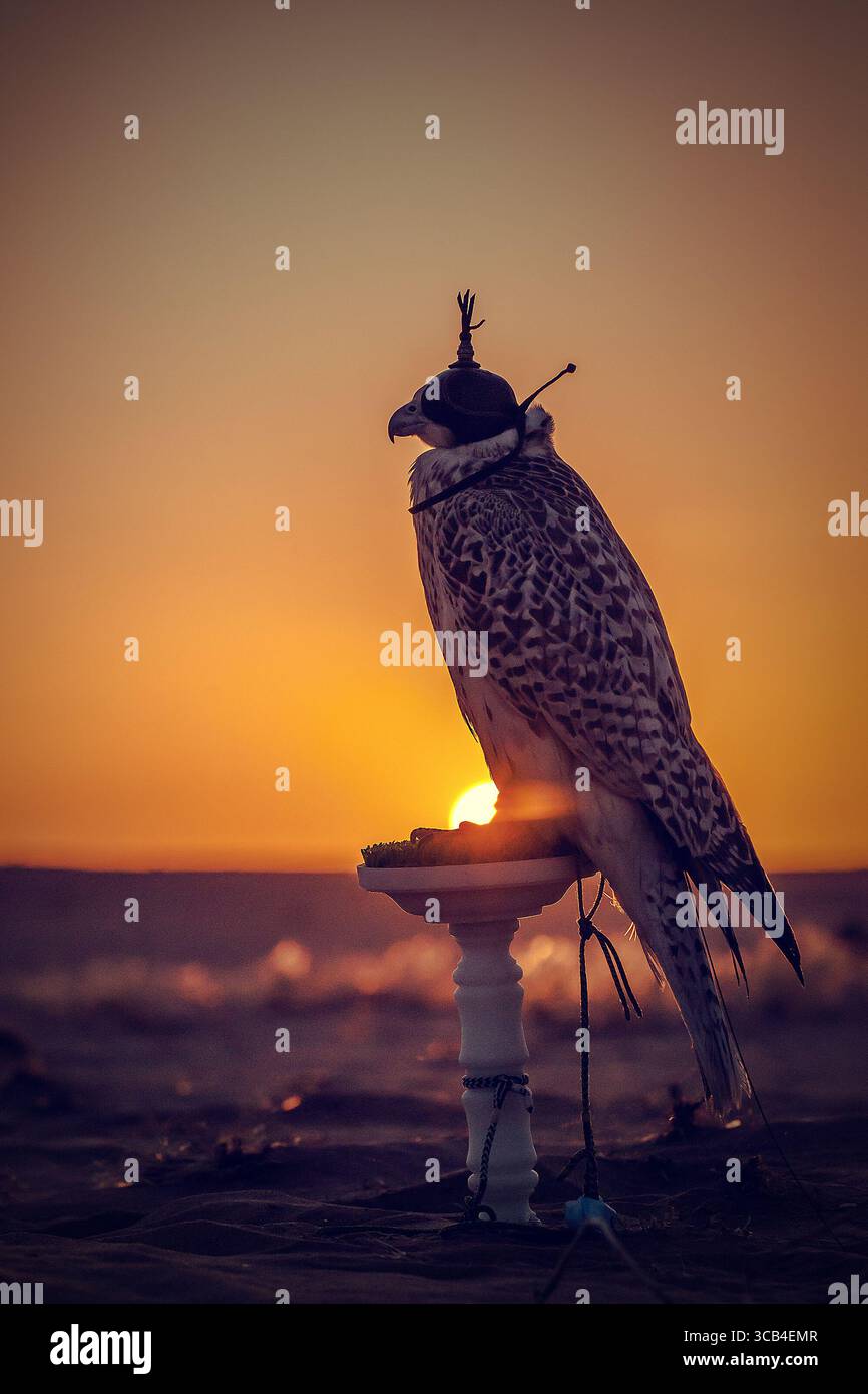Silhouette eines Falken bei Sonnenuntergang in der Wüste, symbolisiert die traditionelle arabische Falknerei und das kulturelle Erbe des Nahen Ostens. Stockfoto