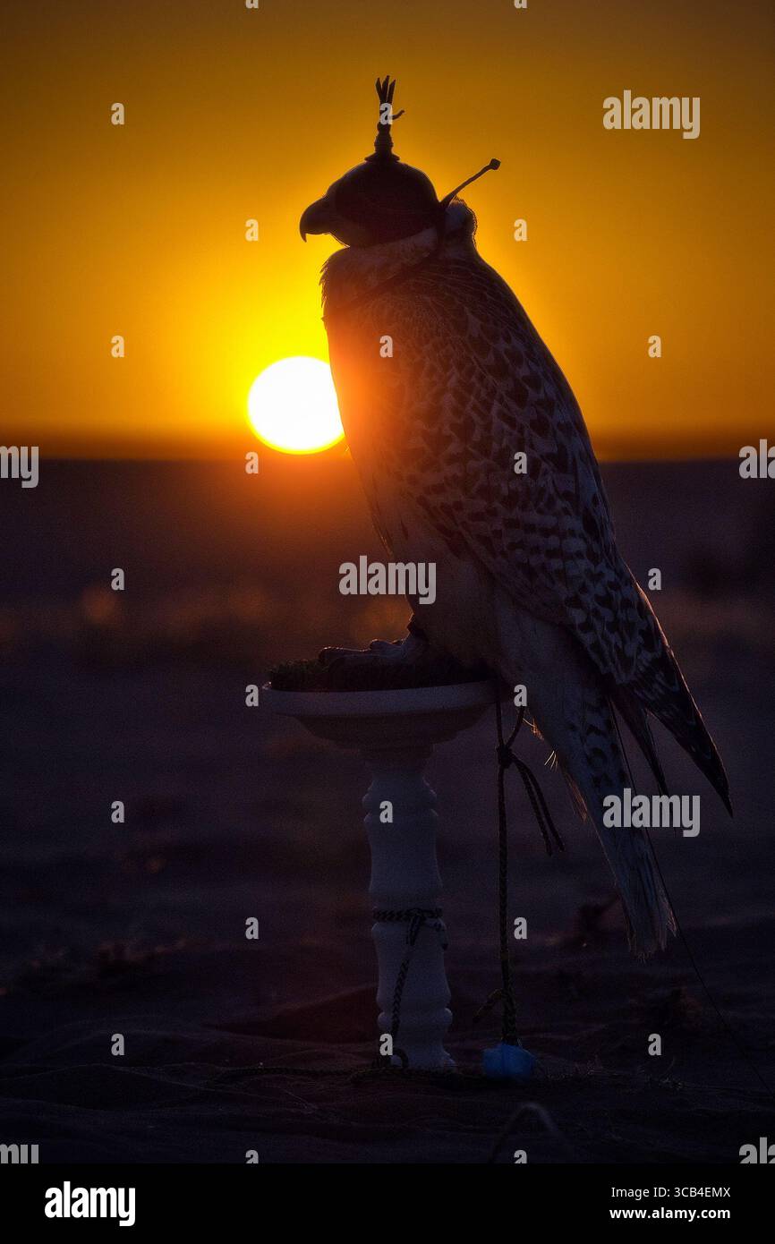 Silhouette eines Falken bei Sonnenuntergang in der Wüste, symbolisiert die traditionelle arabische Falknerei und das kulturelle Erbe des Nahen Ostens. Stockfoto