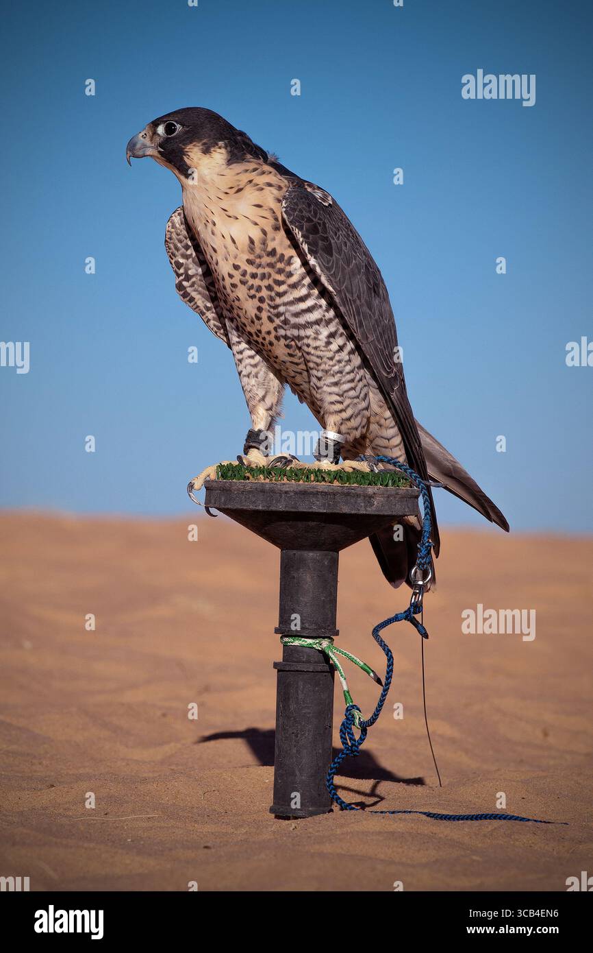 Falke während einer Falknerausbildung. Saudi-Arabien Stockfoto