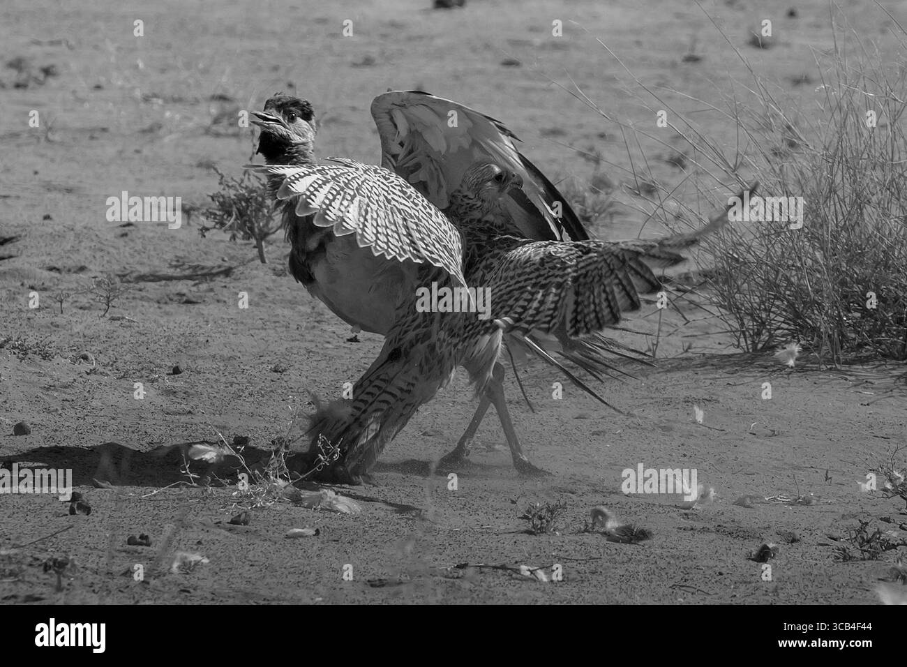 Falke während einer Falknerausbildung. Saudi-Arabien Stockfoto