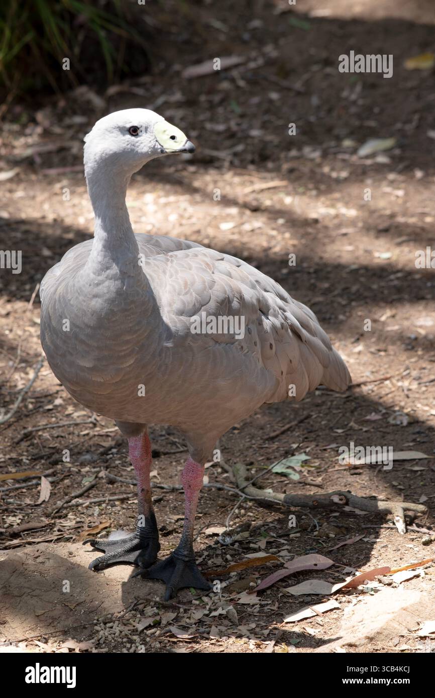 Die Kapbarren-Gans ist eine sehr große, hellgraue Gans mit einem relativ kleinen Kopf. Es hat Reihen großer dunkler Flecken in Linien über den Schultern und Stockfoto