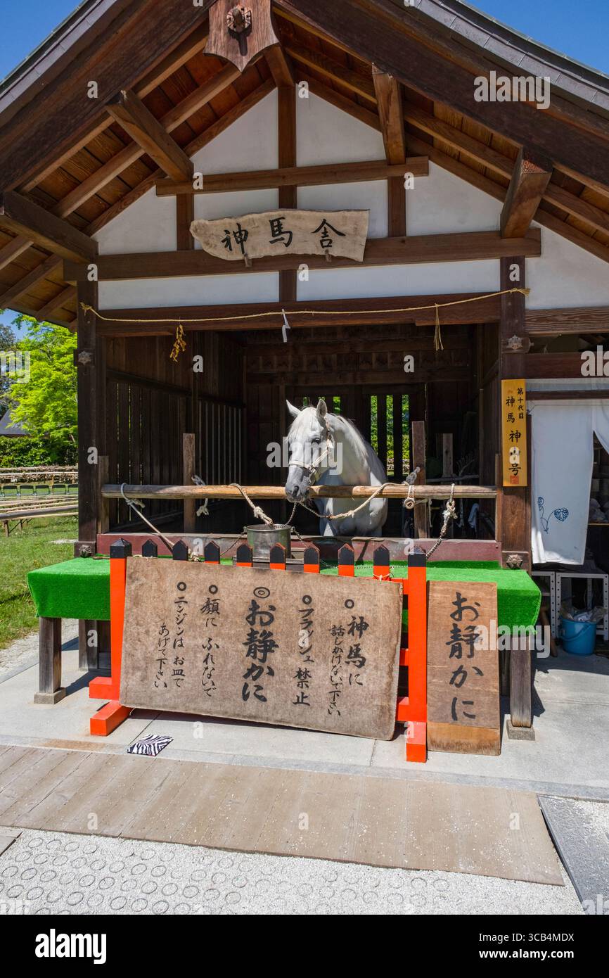 Heiliges weißes Pferd steht friedlich in einem traditionellen hölzernen Schrein in Japan. Das heilige Pferd ist Teil eines Kulturerbes Stockfoto