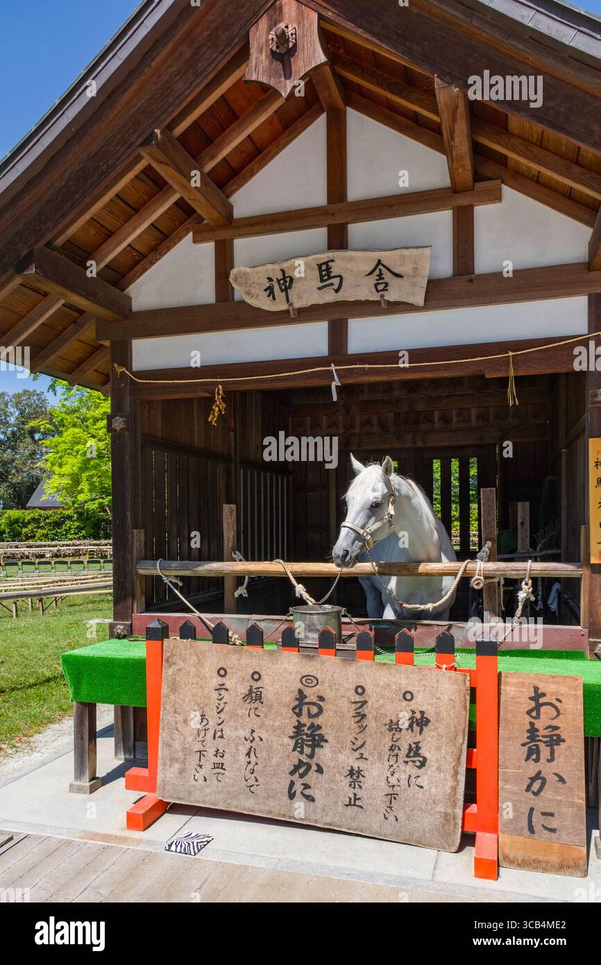 Ein heiliges weißes Pferd steht in einem japanischen Heiligtum. Das Gebäude verfügt über traditionelle Holzarchitektur und Schilder mit Kanji-Zeichen Stockfoto
