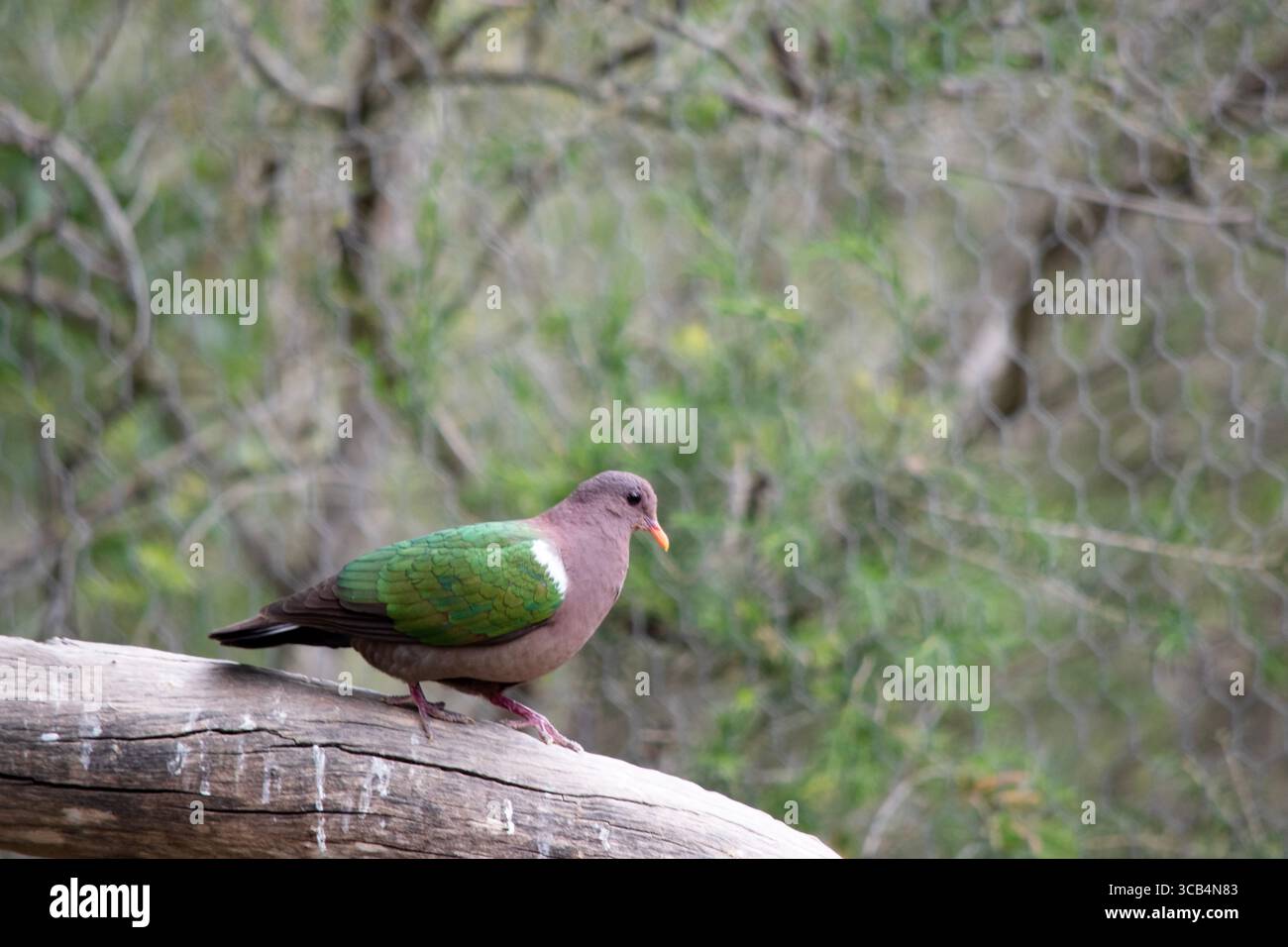 Die smaragdgrüne Taube ist meist violett braun, mit schillernden dunkelgrünen Flügeln und einem hellen Schulterfleck Stockfoto