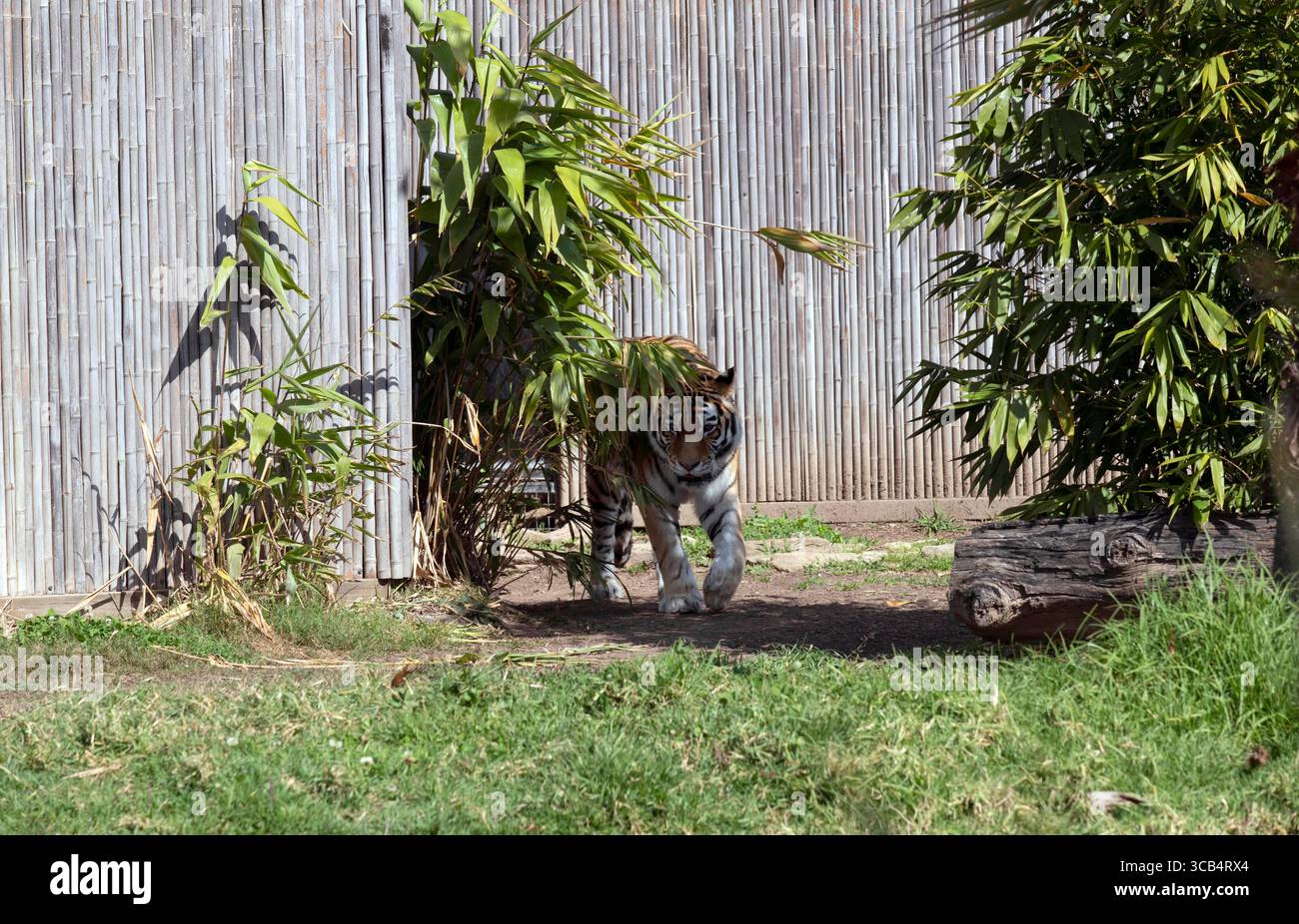 28. August 2022, Sydney, New South Wales, Australien: Sumatran Tiger (Panthera tigris sumatrae) in Sydney Zoo, Sydney, New South Wales, Australien. Der Sumatra-Tiger ist eine Population von Panthera tigris sondaica auf der indonesischen Insel Sumatra. Es ist die einzige überlebende Tigerpopulation auf den Sunda-Inseln, wo die Bali- und Javanischen Tiger ausgestorben sind. Sumatra-Tiger sind durch Zerstörung von Lebensräumen, Konflikt zwischen Mensch und Tiger und Wilderei am Rande des Aussterbens. Sie werden als kritisch gefährdet eingestuft, wobei schätzungsweise weniger als 400 Individuen in freier Wildbahn überleben. Sie sind eine Art Stockfoto
