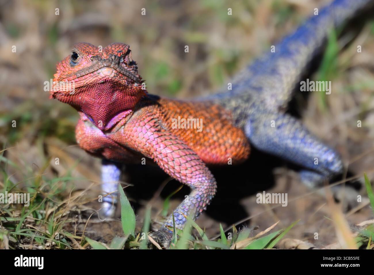 Nahaufnahme der farbenfrohen männlichen Agameidechse (Agama Agama) in Kenias Olare Motorogi Conservancy, die sich in der afrikanischen Sonne sonnt. Stockfoto