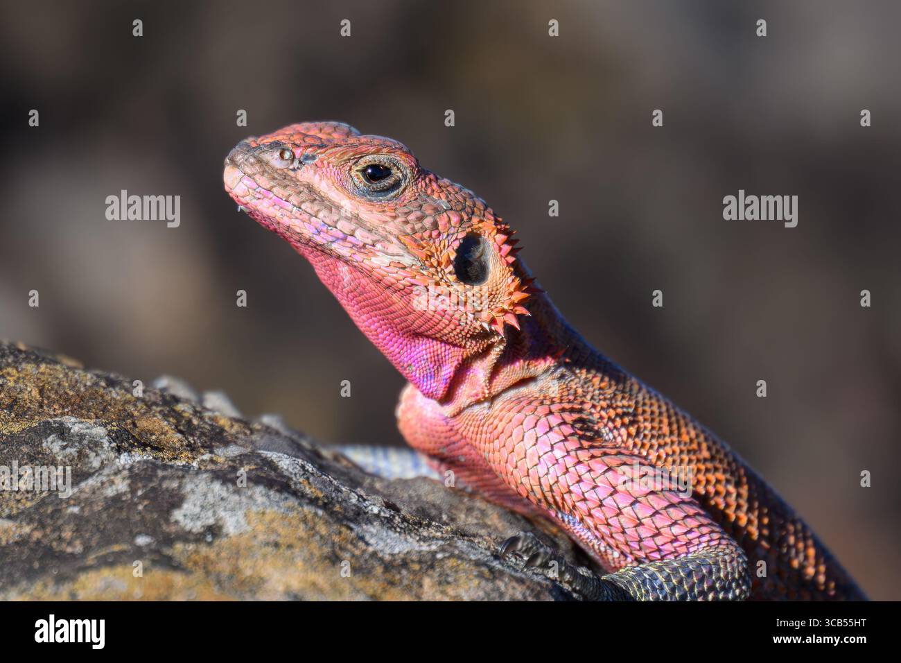 Nahaufnahme der farbenfrohen männlichen Agameidechse (Agama Agama) in Kenias Olare Motorogi Conservancy, die sich in der afrikanischen Sonne sonnt. Stockfoto