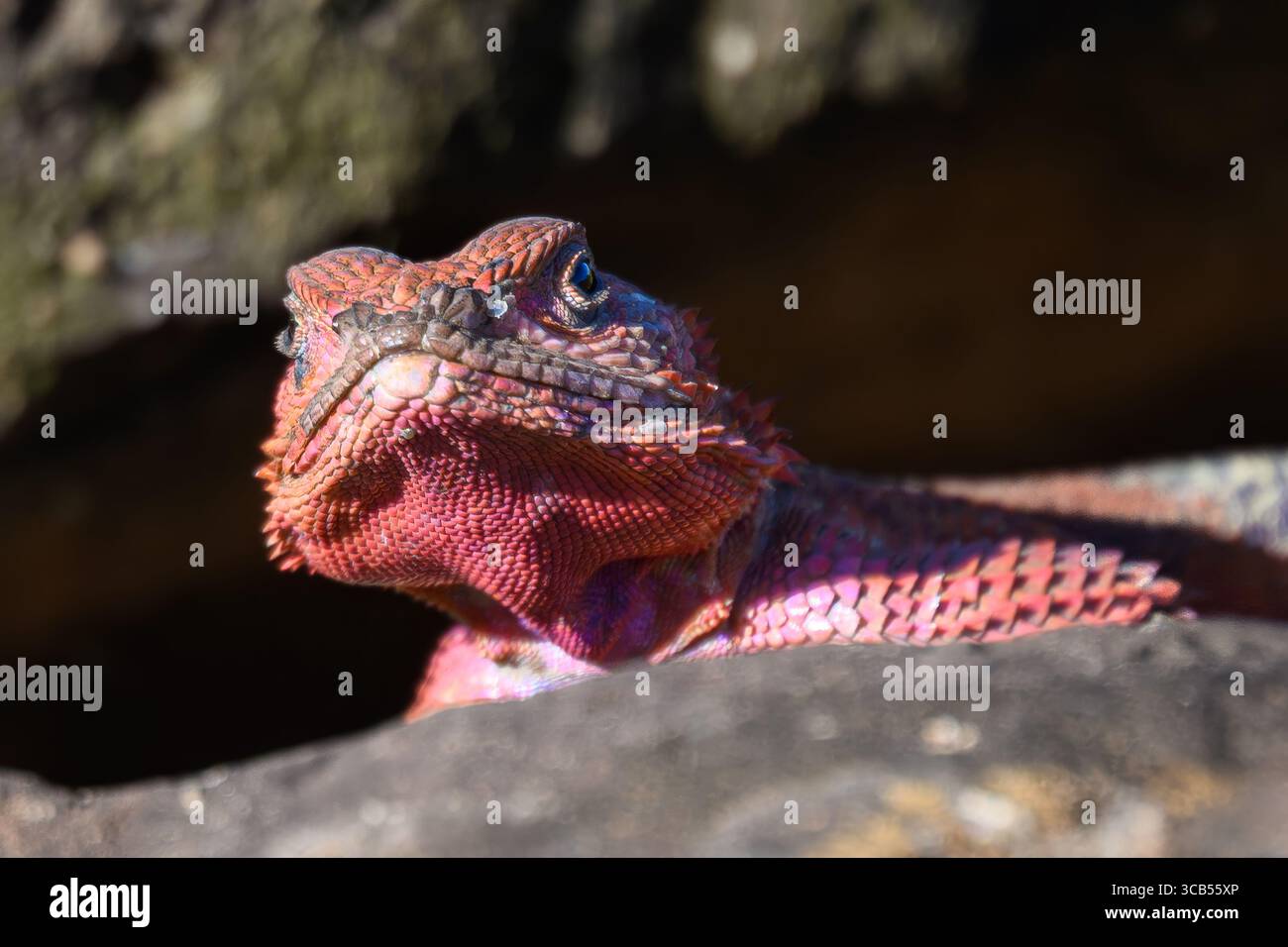 Nahaufnahme der farbenfrohen männlichen Agameidechse (Agama Agama) in Kenias Olare Motorogi Conservancy, die sich in der afrikanischen Sonne sonnt. Stockfoto