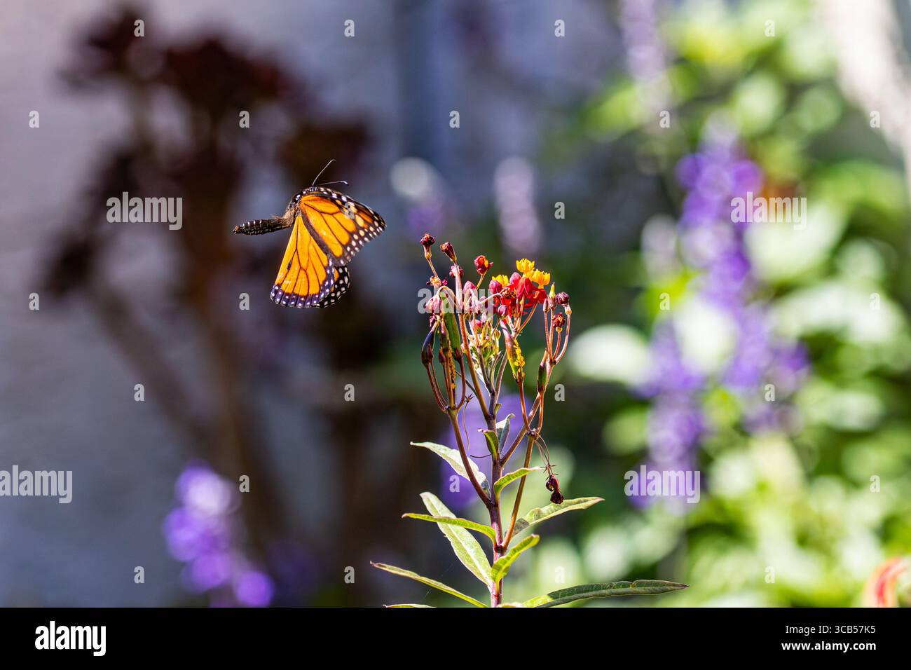 Monarch Schmetterling fliegt über einer Milchkrautblume Stockfoto