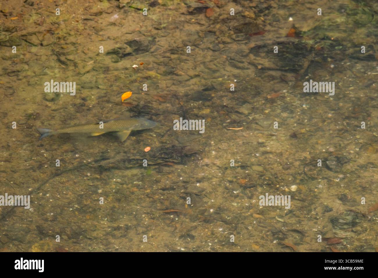 Ein Fisch gleitet durch einen flachen, klaren Fluss mit sichtbaren Felsen darunter. Herbstblätter schweben sanft an der Oberfläche, Philosophen Path, Kyoto, Japan Stockfoto