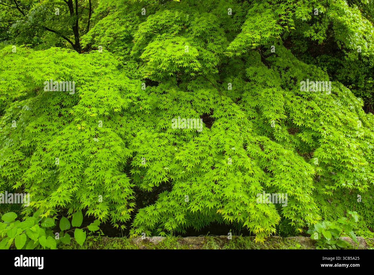 Das leuchtend grüne Laub eines japanischen Ahornbaums schafft eine ruhige und üppige Atmosphäre entlang des Philosophen Pfades, Kyoto, Japan Stockfoto