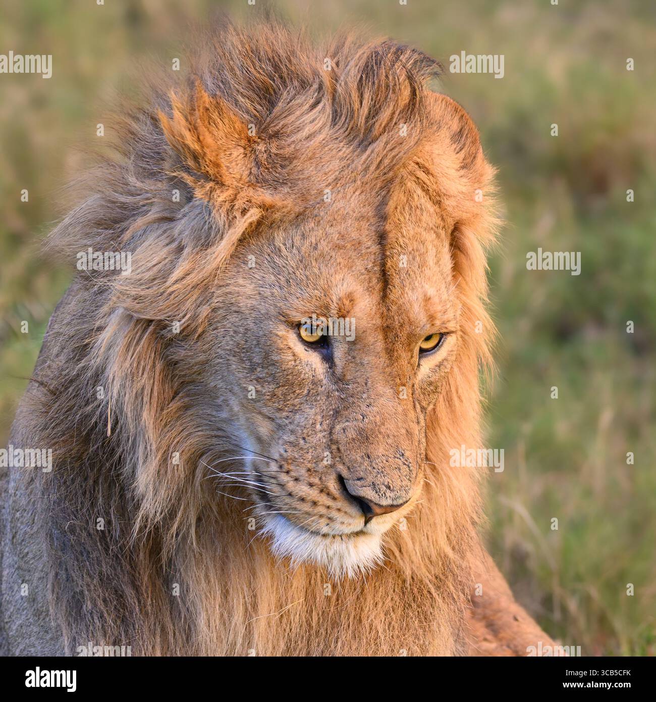 Nahaufnahme von Porträts eines männlichen Löwen (Panthera leo) in freier Wildbahn im Olare Motorogi Conservancy, Kenia. Stockfoto