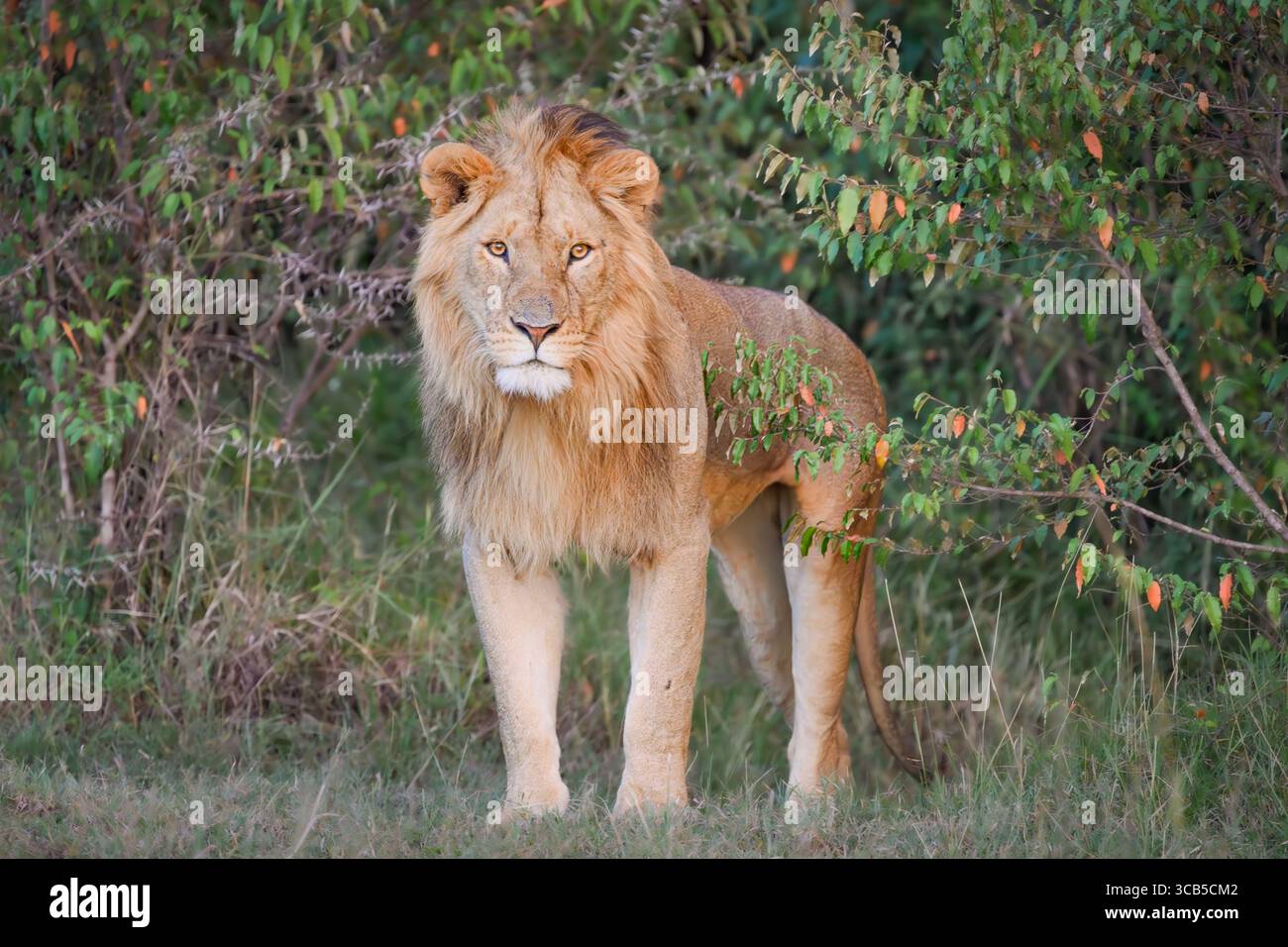 Nahaufnahme von Porträts eines männlichen Löwen (Panthera leo) in freier Wildbahn im Olare Motorogi Conservancy, Kenia. Stockfoto