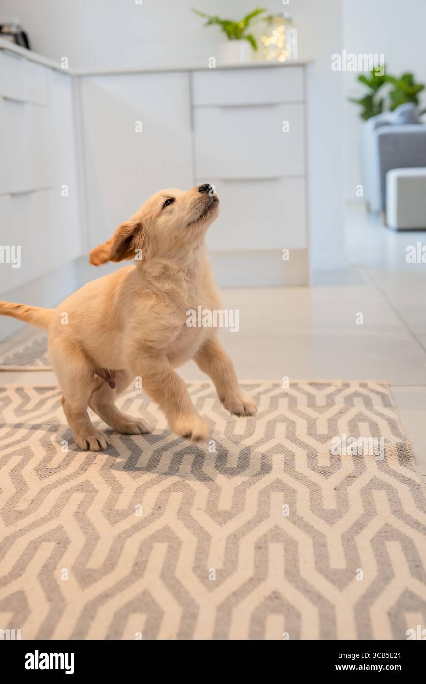 Golden Retriever Welpe spielt auf geometrischem Teppich neben Küchenschränken mit Topfpflanzen Stockfoto