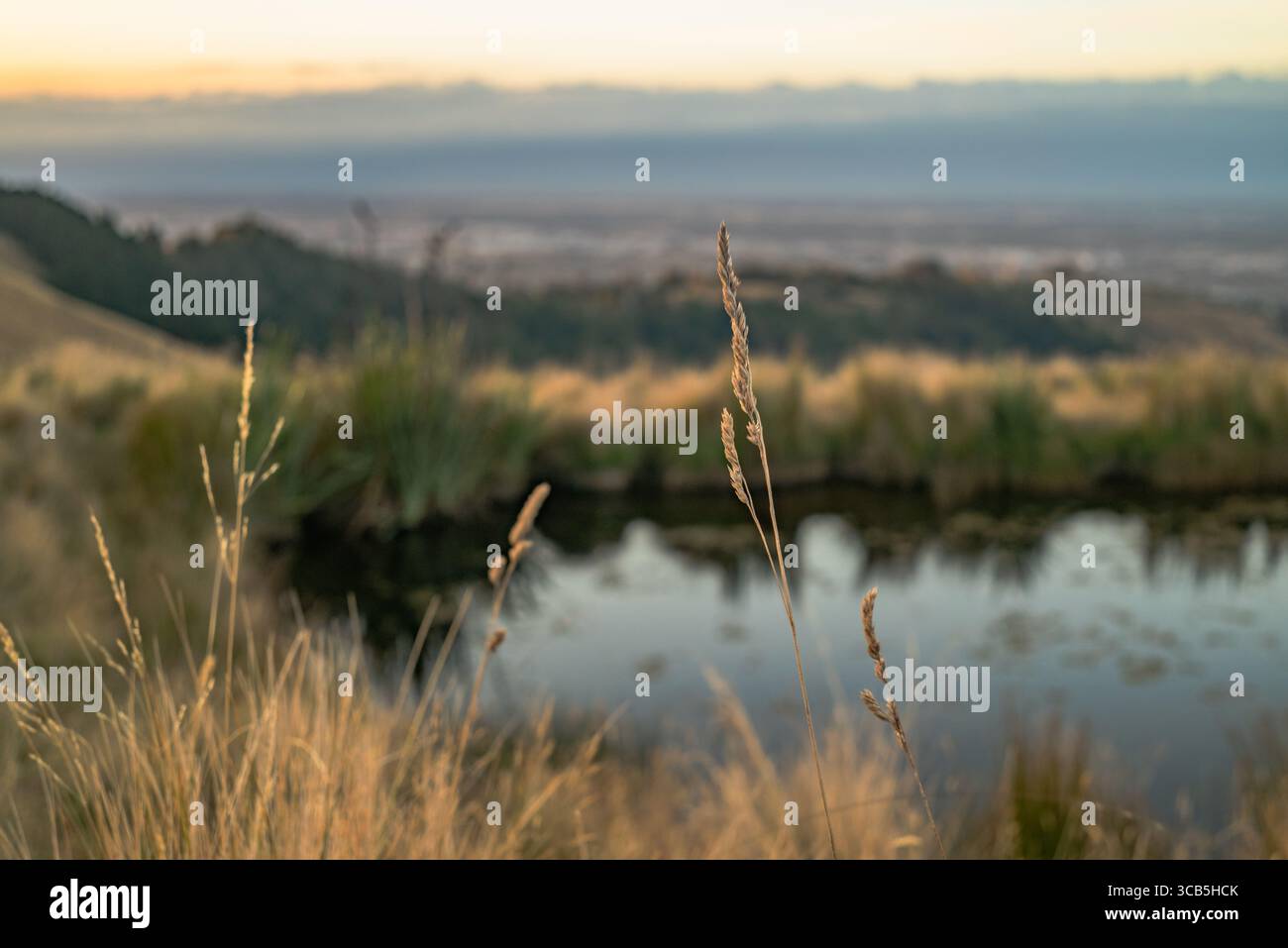 Meine Freundin und ich machten einen Abendausflug zu den Port Hills, um den Sonnenuntergang und den Blick auf die Stadt zu fotografieren. Stockfoto