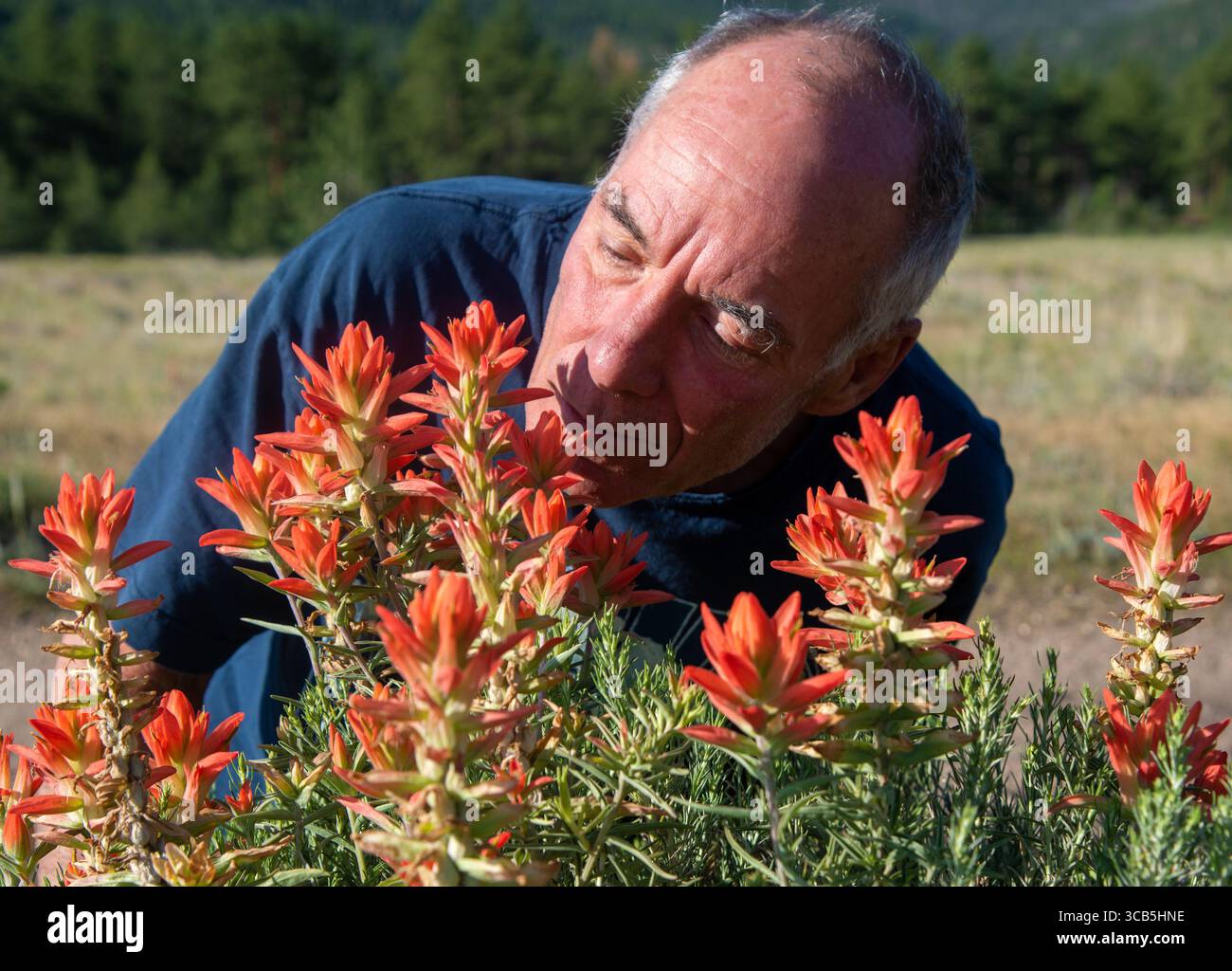 Erwachsener Mann lernt, dass die indische Pinselblume wenig Duft, aber eine Menge heller Farbe hat. Elk Mountains, Colorado. Stockfoto