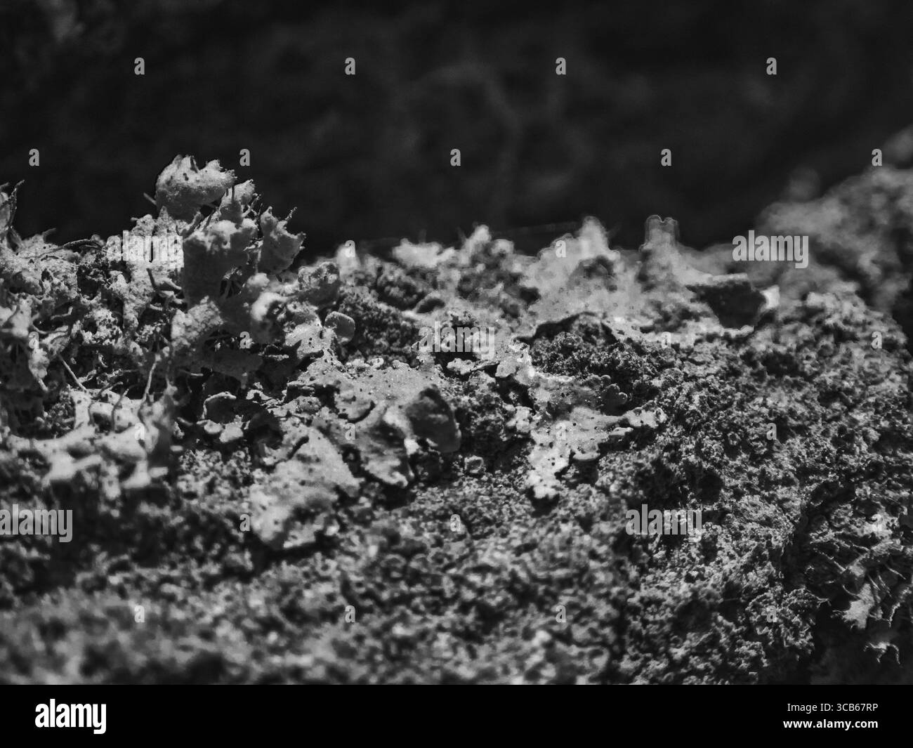 Moos auf einem Baum Stockfoto