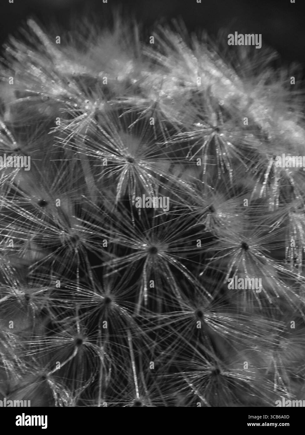 Löwenzahn hautnah Stockfoto