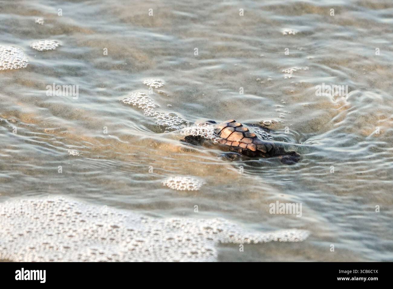 14. September 2023, Isle of Palms, SC, Vereinigte Staaten von Amerika: Eine vom Aussterben bedrohte Karettschildkröte schlüpft in Richtung Atlantik, nachdem sie vom Nest befreit wurde, 14. September 2023 in Isle of Palms, South Carolina. (Bild: © Richard Ellis/ZUMA Press Wire) Stockfoto