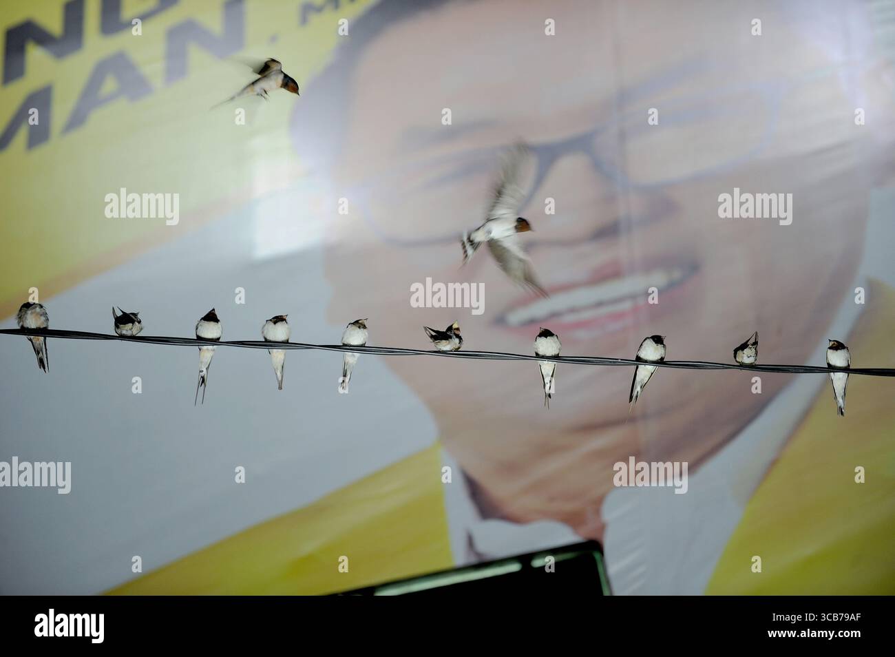 7. Oktober 2023, Yogyakarta, Yogyakarta, Indonesien: Tausende von asiatischen Schwalbenschwänzen [Hirundo rustica] sitzen am 7,2023. Oktober auf städtischen Stromleitungen und Reklametafeln, um nachts in Yogyakarta auszuruhen. Dieser Vogel mit einer kleinen Körperlänge wandert aus seinen Brutgebieten in Nordamerika und Eurasien. Um extremes Wetter zu vermeiden, fliegen diese Vögel, suchen nach Nahrung und ruhen sich in anderen Gebieten aus. Die Route ist ziemlich lang, beginnend in Mittel- und Südamerika, Südspanien, Marokko, Ägypten, Afrika südlich der Sahara, Nahost, Indien, Indochina, Malaysia, Australien, bis zur Ankunft in Indonesien im September Stockfoto