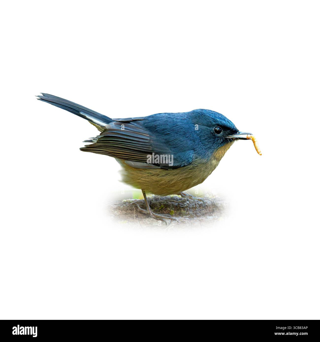 Nahaufnahme eines schieferblauen Fliegenfängers mit tiefblauem Gefieder und hellem Unterteil, der auf einem Ast sitzt und einen Wurm im Schnabel gegen einen sauberen Griff Stockfoto