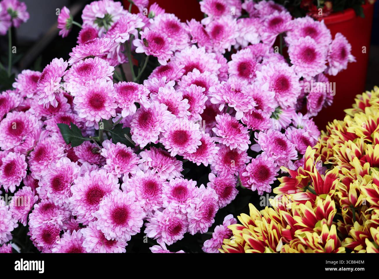 Lila Chrysanthemen symbolisieren tiefes Denken und Fürsorge. Ihr violetter Farbton schafft eine geheimnisvolle und verführerische Atmosphäre. Stockfoto