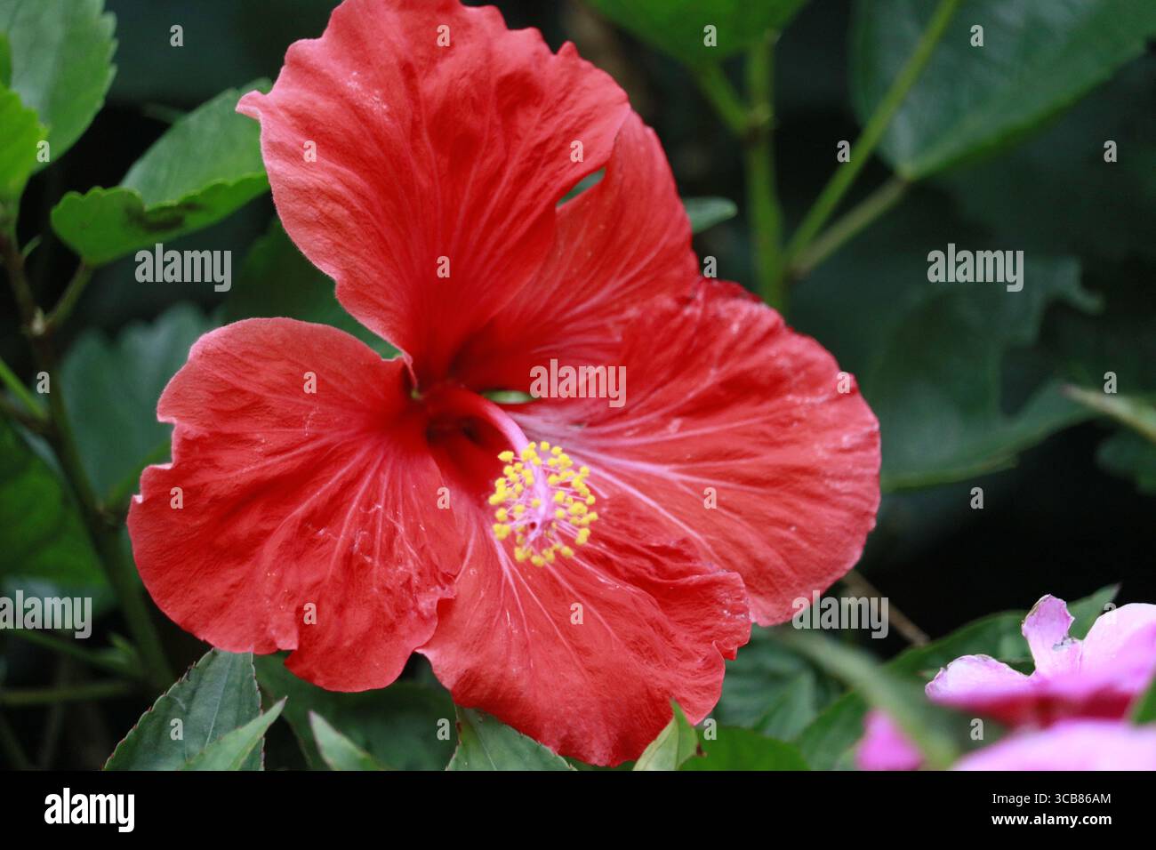Hibiskusblüten sind trompetenförmig mit Blüten von 6 bis 20 cm Durchmesser. Das Pistil reicht von der Basis der Blüte. Stockfoto