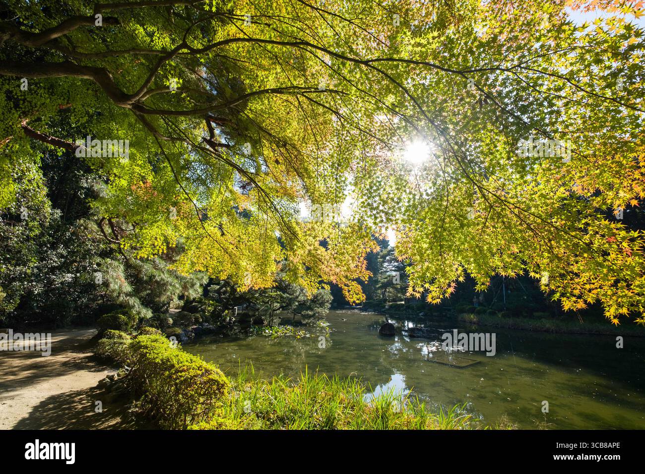 Heian Shrine Gartenszene mit lebendigem grünem Laub, einem reflektierenden Teich und Sonnenlicht, das durch die Blätter filtert, zeigt die beruhigende Harmonie o Stockfoto