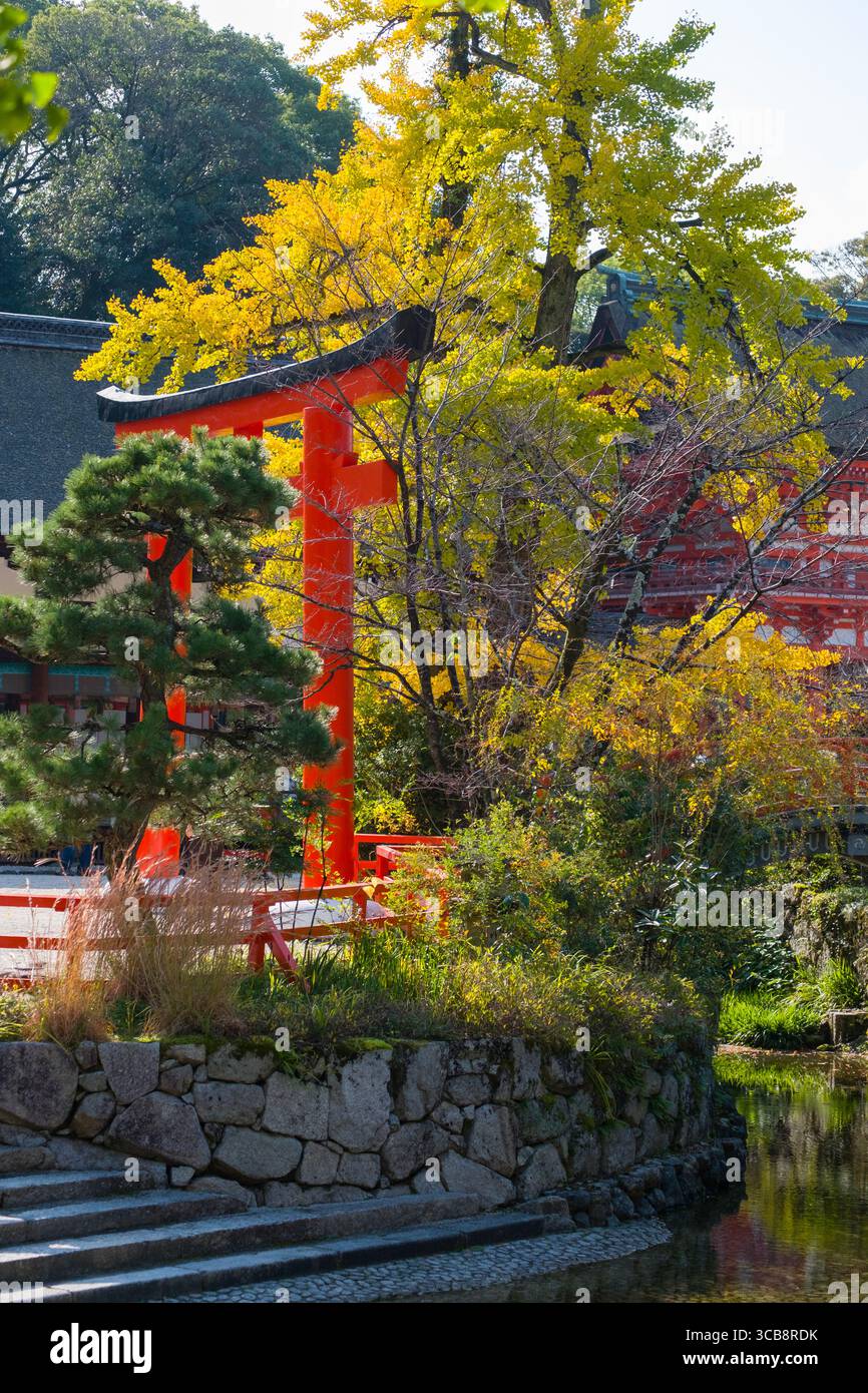 Shimogamo-Schrein mit traditionellem japanischem Torii-Tor inmitten lebendiger Herbstlaub und natürlichem Grün, Kyoto, Japan Stockfoto