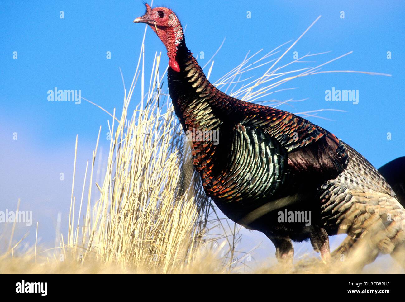 Männliche (tom) wilde Merriam's truthahn (Meleagris gallopavo merriami) im Cecil D. Andrus Wildlife Management Area Idaho Stockfoto