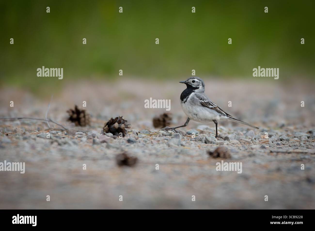 Weiße Bachstelze (Motacilla alba), die in natürlicher Umgebung auf dem Boden stehen – typisches Verhalten in offenem Gelände bei Tageslicht. Stockfoto