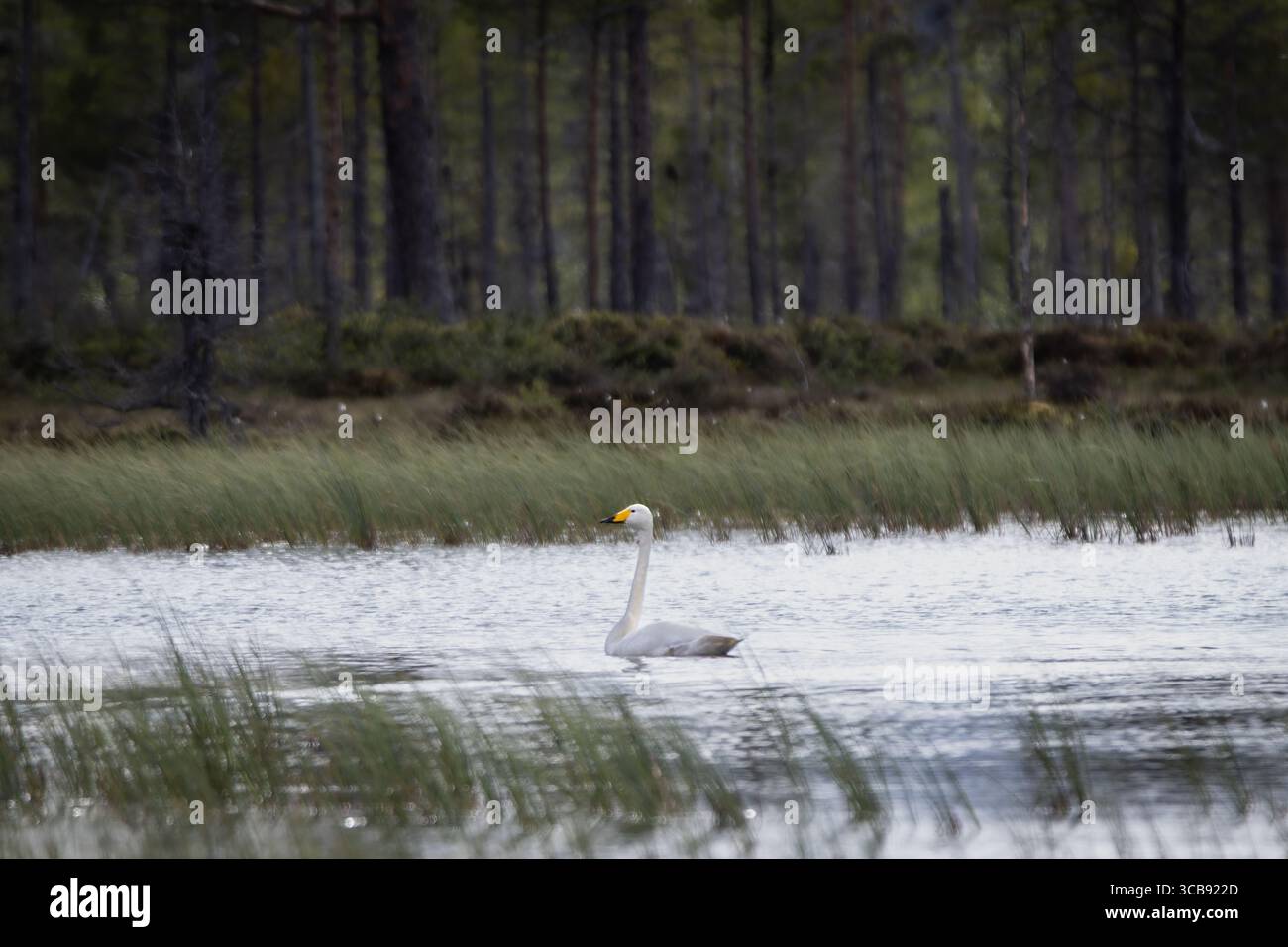 Singschwan (Cygnus cygnus) schwimmt auf einem kleinen, ruhigen See in Schweden – umgeben von einer natürlichen Landschaft in sanftem Licht. Stockfoto